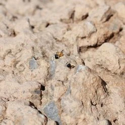 Ana Dyla Accessories Lina Recycled 925 Sterling Silver Black Spinel Stud Earrings | Gold Vermeil 7 Ana Dyla Accessories Lina Recycled 925 Sterling Silver Black Spinel Stud Earrings | Gold Vermeil