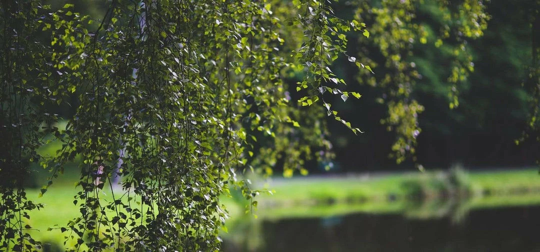 Ubiety Cooling Vegan Facial Mist | Birch Water & Neroli 100ml Women's Vegan Gifts Under £30 5 Ubiety Cooling Vegan Facial Mist | Birch Water & Neroli 100ml Women's Vegan Gifts Under £30