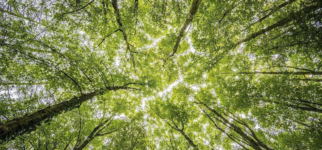 Ubiety Uplifting Reed Diffuser | Mandarin, Grapefruit & Cedar 115ml 7 Ubiety Uplifting Reed Diffuser | Mandarin, Grapefruit & Cedar 115ml