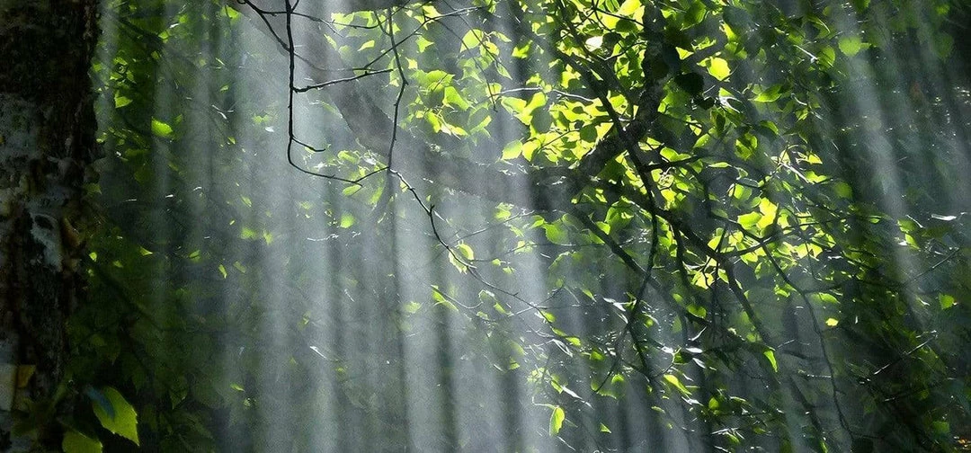 Ubiety Women's Vegan Gifts Under £30 Uplifting Vegan Hand Wash | Clementine & Spearmint 250ml 5 Ubiety Women's Vegan Gifts Under £30 Uplifting Vegan Hand Wash | Clementine & Spearmint 250ml